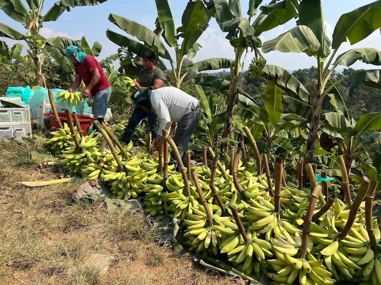 El Festival del Plátano en Pangoa promoverá la producción de harina a ...